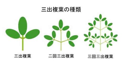 三出複葉植物|単葉と複葉